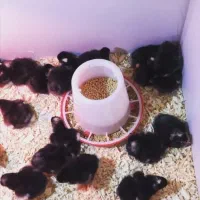 جوجه پلیموت راک گوشتی تزیینی تخمگذار