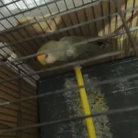 طوطی برزیلی نر|پرنده|اردبیل, |دیوار