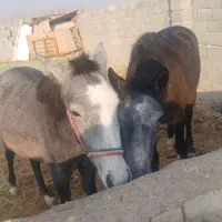 اسب کرد کره ۱۳ماه