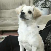 فروش فوری توله|سگ|کرمان, |دیوار