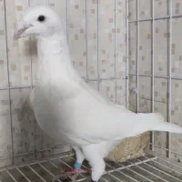 کبوترنرسفیدهومر