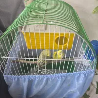 یک جفت مرغ عشق