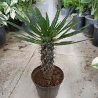 گل کالانکوئه.پپرومیا قطره باران. بلک گلد.درختچه|گل و گیاه طبیعی|قم, علی آباد سعدگان|دیوار