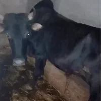 ورزا محلی خوشخوراک بشرت سلامت