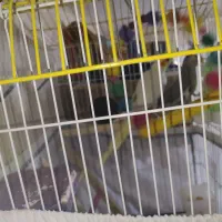 یک جفت عروس هلندی بازی گوش تخم گذار .|پرنده|اسلامشهر, زرافشان|دیوار