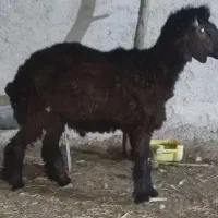 فروش قوچ ـ پازن ـ بز با کهره|حیوانات مزرعه|آبپخش, |دیوار