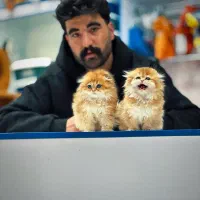 گربه ناز و ماوس‌|گربه|کرج, گوهردشت|دیوار