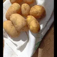 بذر سیب زمینی جلی کیفیت بالا مدل 1402 همدان|عمدهفروشی|سراب, |دیوار