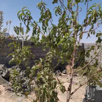 حمل رایگان ضایعات هرس درختان و گیاهان شما