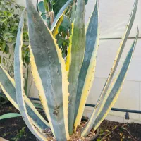 گل اگو|گل و گیاه طبیعی|گنبد کاووس, |دیوار