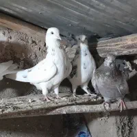 کبوتر تهرانی|پرنده|آبگرم, |دیوار