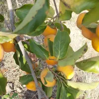 اجاره زمین کشاورزی  به مساحت ۷۰۰۰ متر|اجارهٔ دفتر صنعتی، کشاورزی، تجاری|گرگان, |دیوار