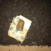 مهره هبهاب اصل