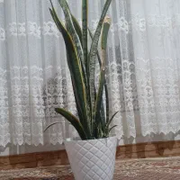 گل سانسوریع مخصوص خانه های شما