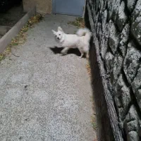 سگ اشپیتز ماده زیبا شناسنامه دار