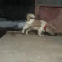 سگ پاکوتا|سگ|فارسان, |دیوار