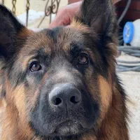 سگ ژرمن نر و ماده