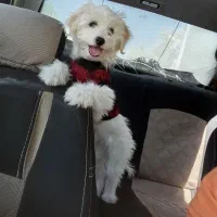 شیتزو پودل تریر|سگ|ارومیه, |دیوار