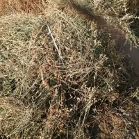 یونجه 11 خروار