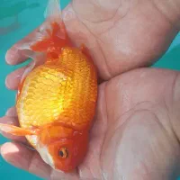 ماهی گلدفیش مولد درشت زیبا و کوی|ماهی|اصفهان, همدانیان|دیوار