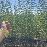 پخش نهال سنوبر کبوده گلدانی