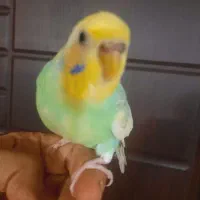 مرغ عشق ماده کاملا دستی