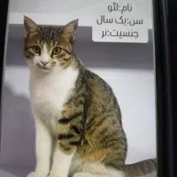 واگذاری رایگان گربه|گربه|کرمانشاه, |دیوار