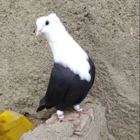 کبوتر گمشده