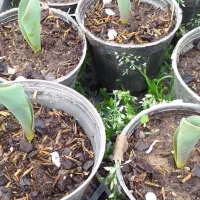 گل های پیازی