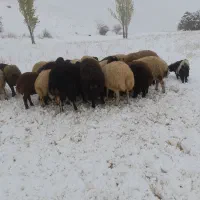 دو عدد بزغاله نر