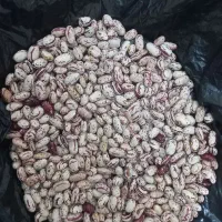 لوبیا چیتی تازه امسال|عمده‌فروشی|ملارد, |دیوار