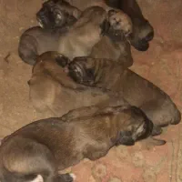 توله سرابی ماده