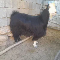 قیمت هم توافقی