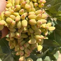 کود ارگانیک(مشاوره رایگان برای همشهری های عزیز