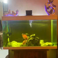 آکواریوم یک متری شیشه خم شرکتی