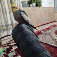 عروس دستی