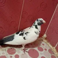 کبوتر مسافت بلند مدت فروشی