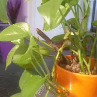 اجاره-خانه-ویلایی