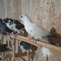 کبوتر پرشی قاقازان|پرنده|تاکستان, |دیوار