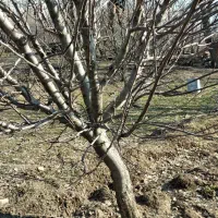 هرس کاری ماهر