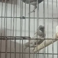 فنج بنگالی|پرنده|یزد, |دیوار