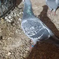 ۵عدد کفتر بازی|پرنده|بیرجند, |دیوار