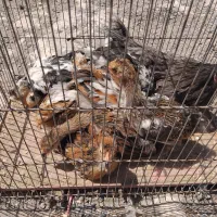 مرغ‌وخروس پاکوتا
