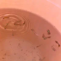 ماهی|ماهی|نسیمشهر, |دیوار