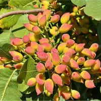 نهال پسته معمولی|خدمات باغبانی و درختکاری|محمدیه-قزوین, |دیوار