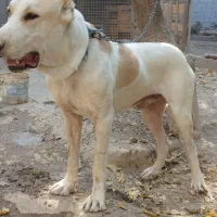 سگ نگهبان، افغان آلابای