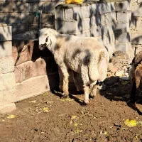 سه راس شیشیک آبستن یه میش چهار شکم و یه قوچ|حیوانات مزرعه|کلاله, |دیوار