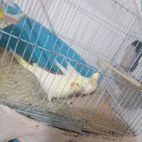 جفت عروس هلندی|پرنده|قهستان, |دیوار