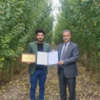 نمایندگی نهال صنوبر با خدمات پس از فروش