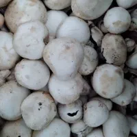 قارچ درجه یک|حراج|یزد, |دیوار